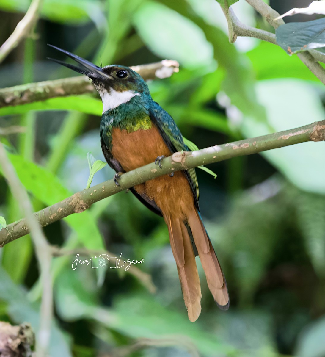 Jacamar à queue rousse - ML620283131