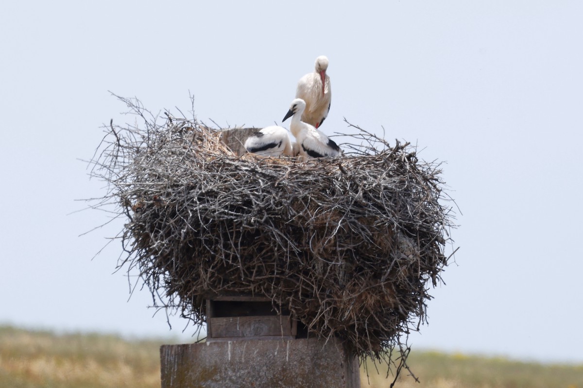 White Stork - ML620283132