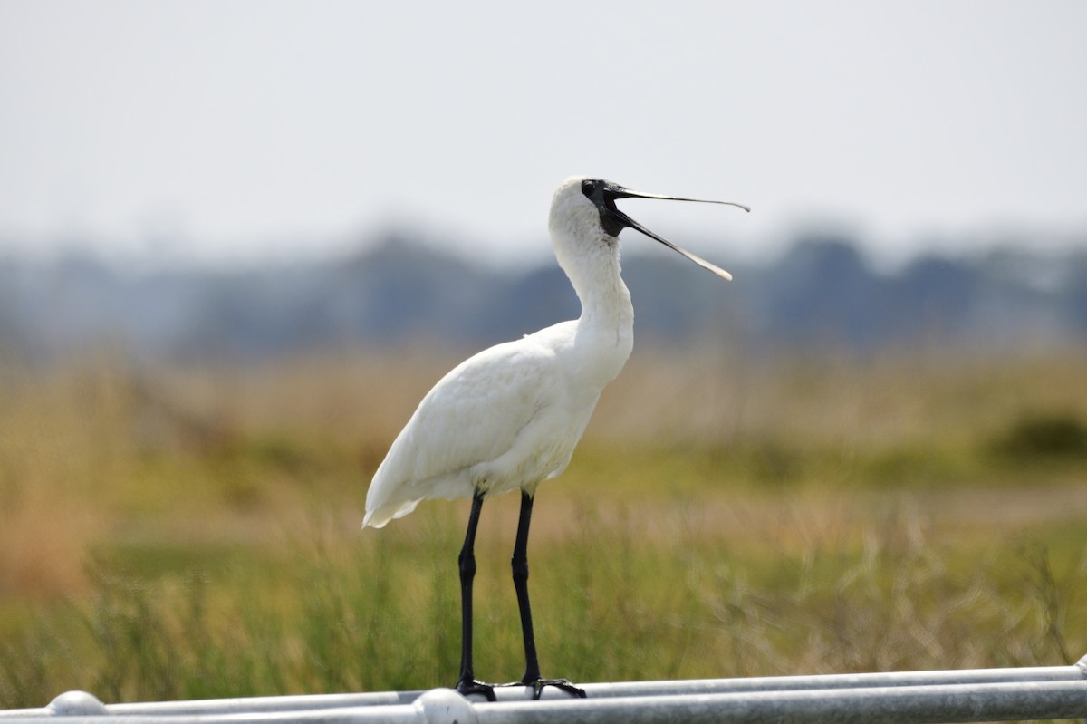 Royal Spoonbill - ML620283134