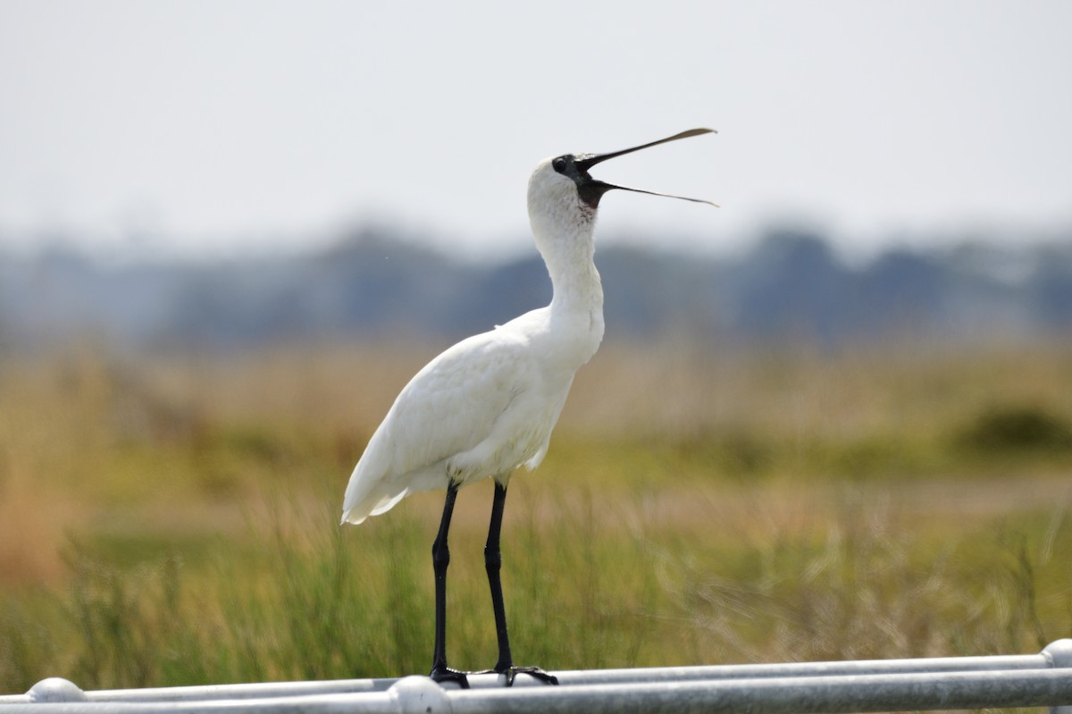 Royal Spoonbill - ML620283138