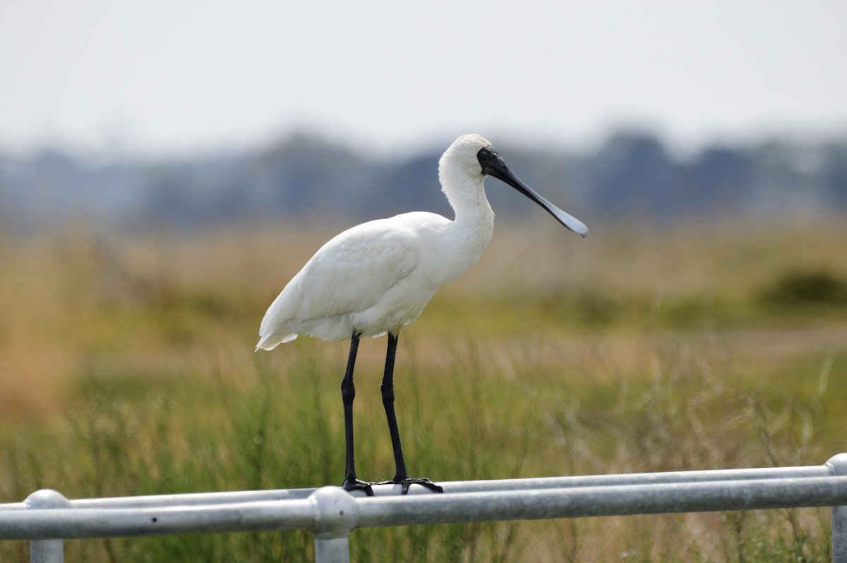 Royal Spoonbill - ML620283139