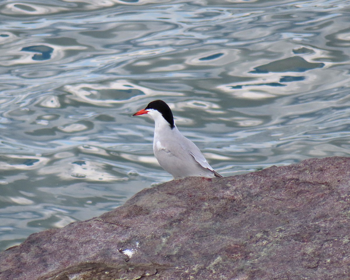 Common Tern - ML620283140