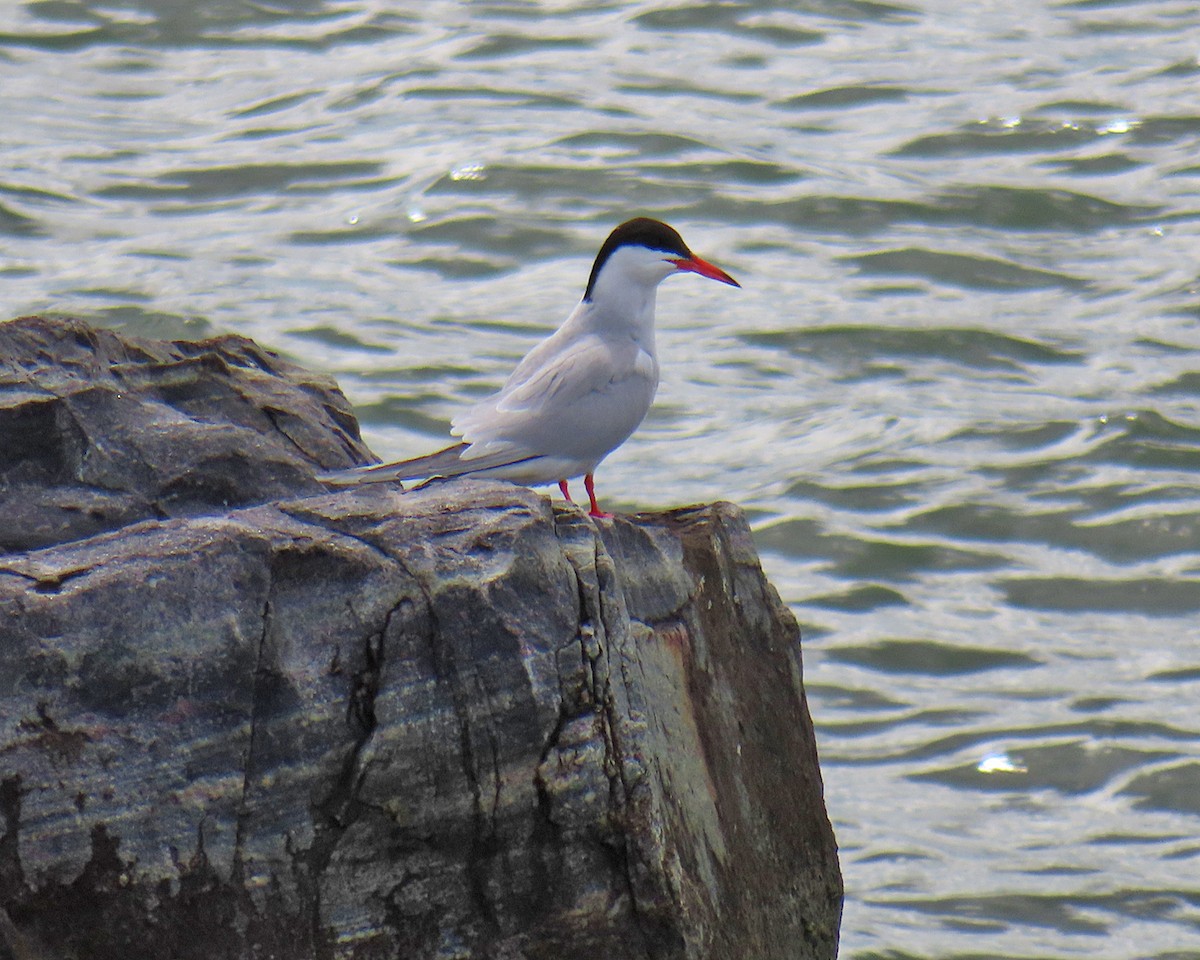 Common Tern - ML620283141