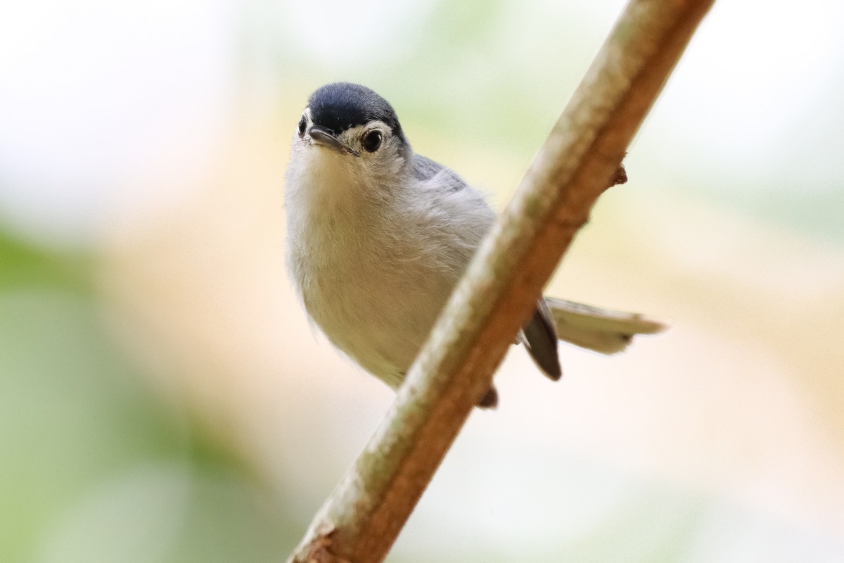 White-browed Gnatcatcher - ML620283142