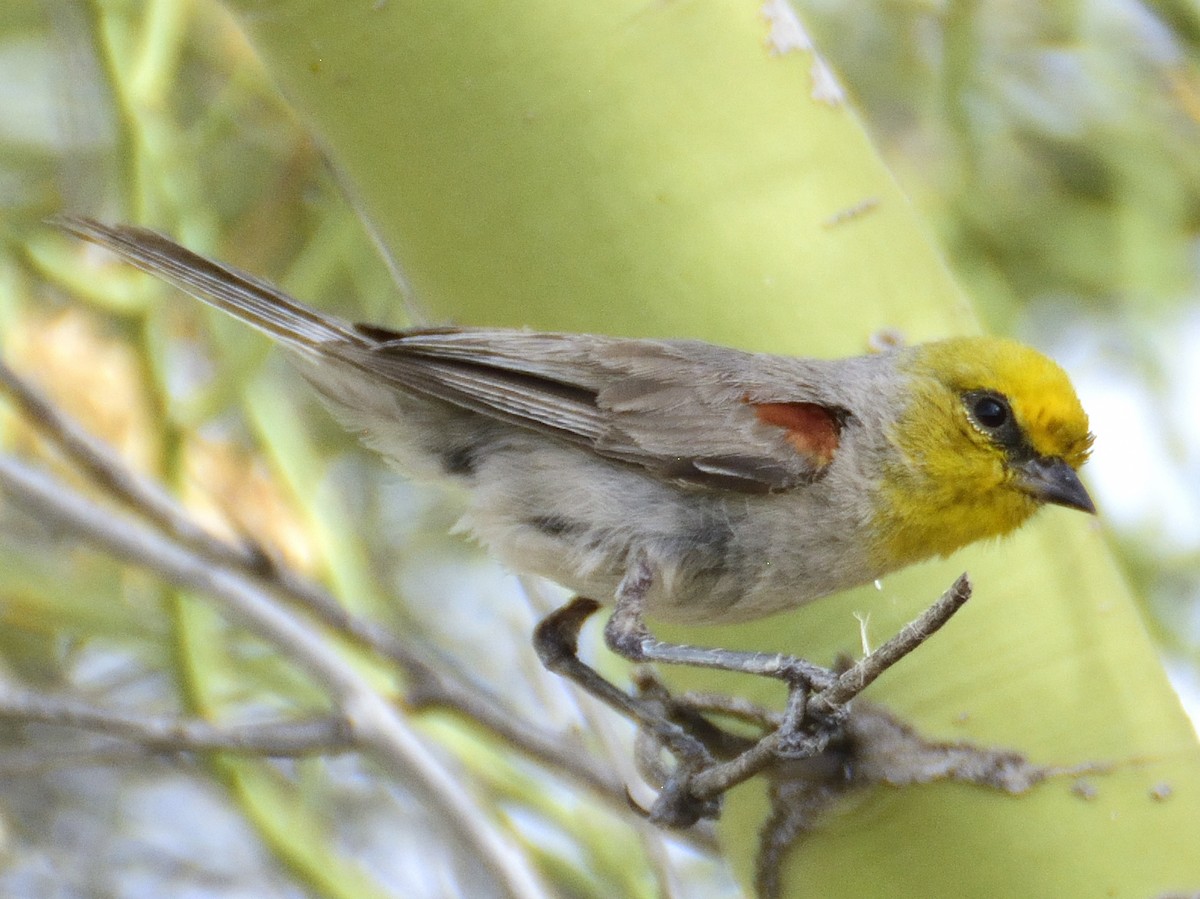 Pájaro Moscón Baloncito - ML620283147