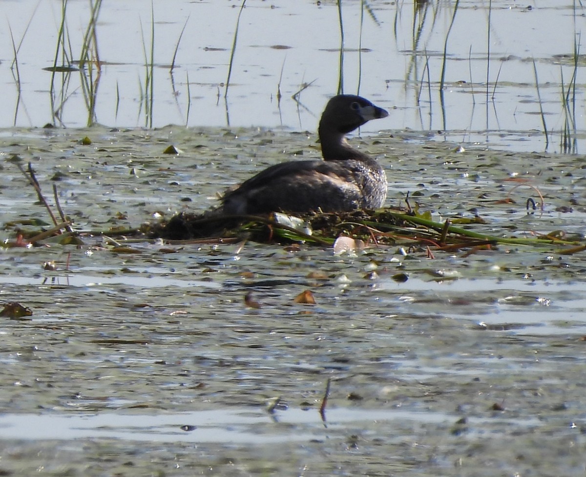 Pied-billed Grebe - ML620283149