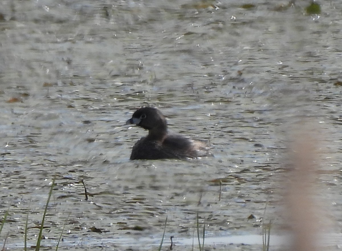 Pied-billed Grebe - ML620283151