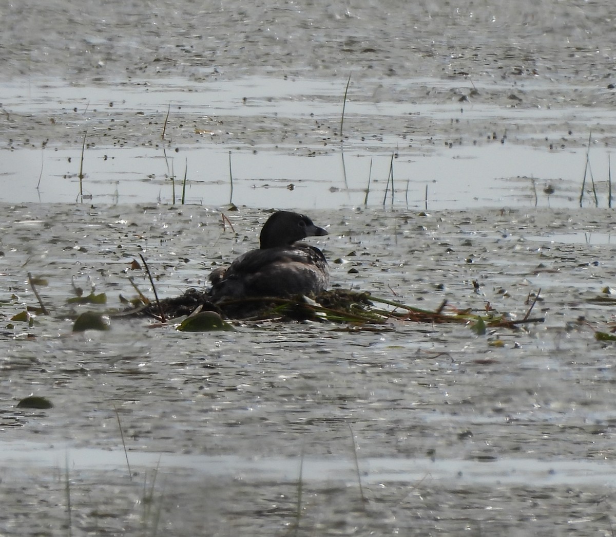 Pied-billed Grebe - ML620283152