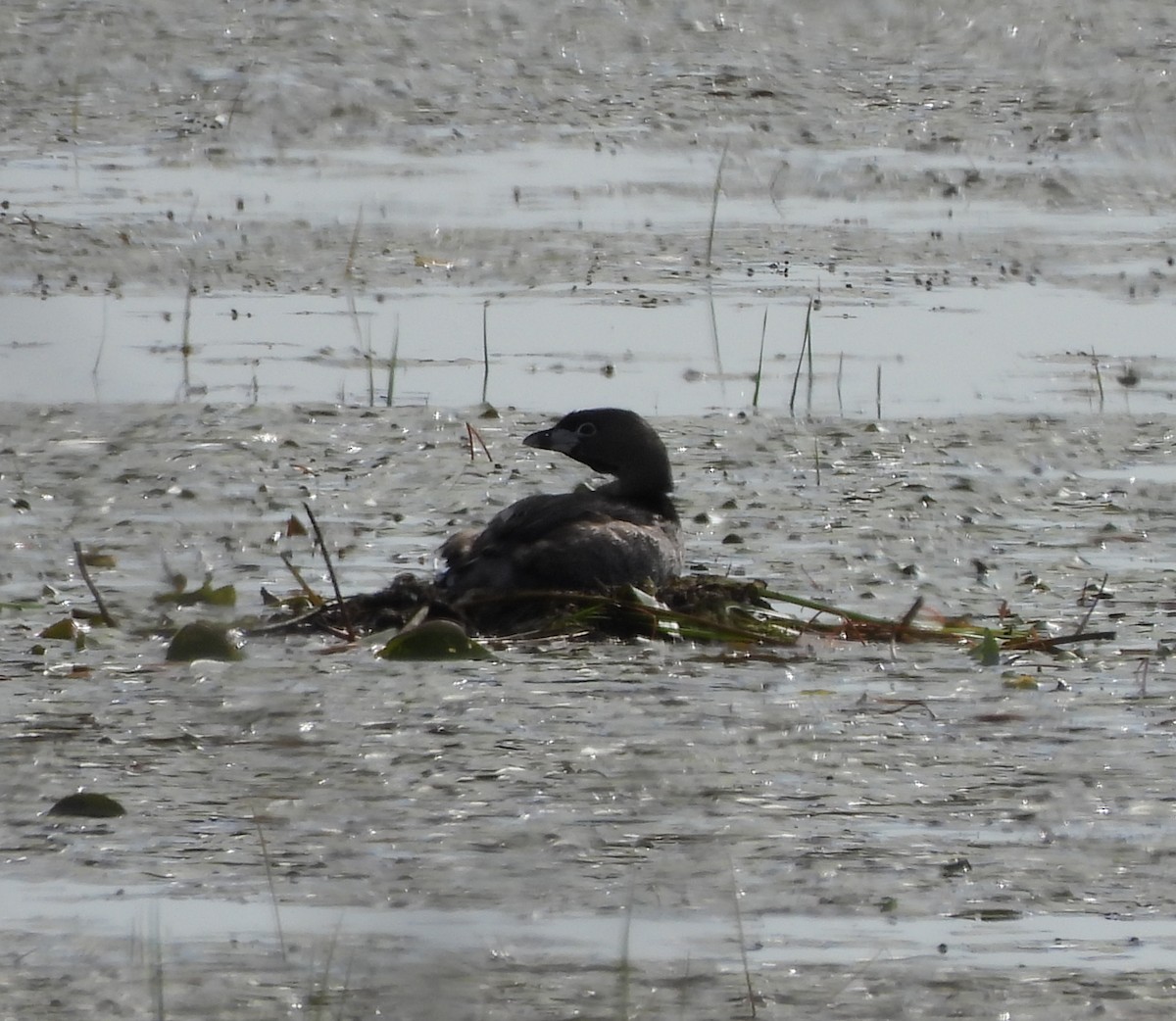 Pied-billed Grebe - ML620283153