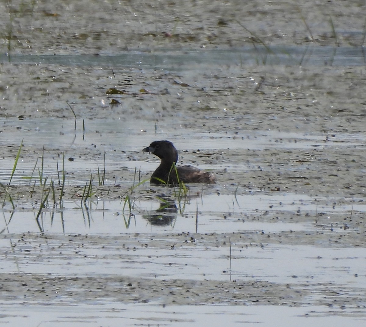 Pied-billed Grebe - ML620283155