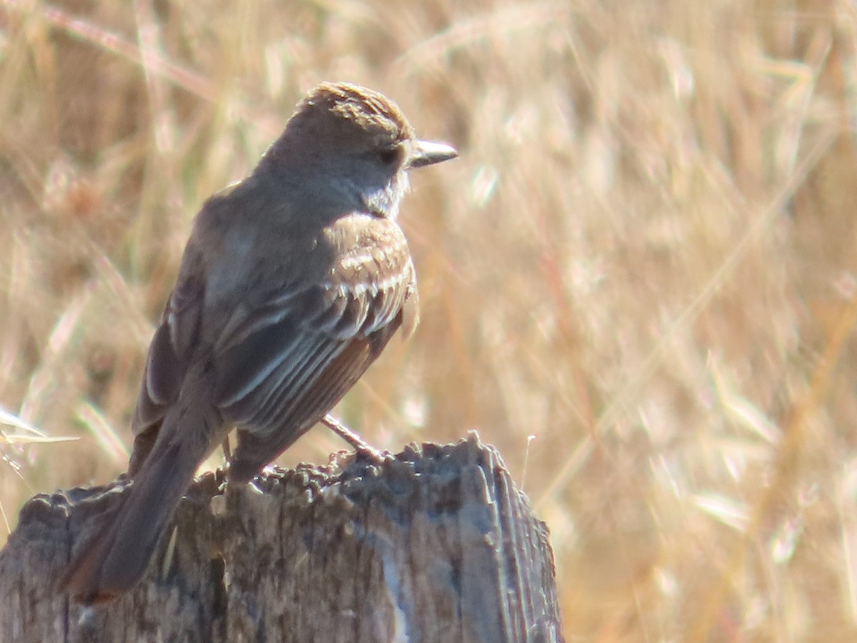 Ash-throated Flycatcher - ML620283158