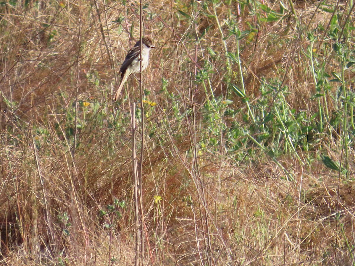 Ash-throated Flycatcher - ML620283161