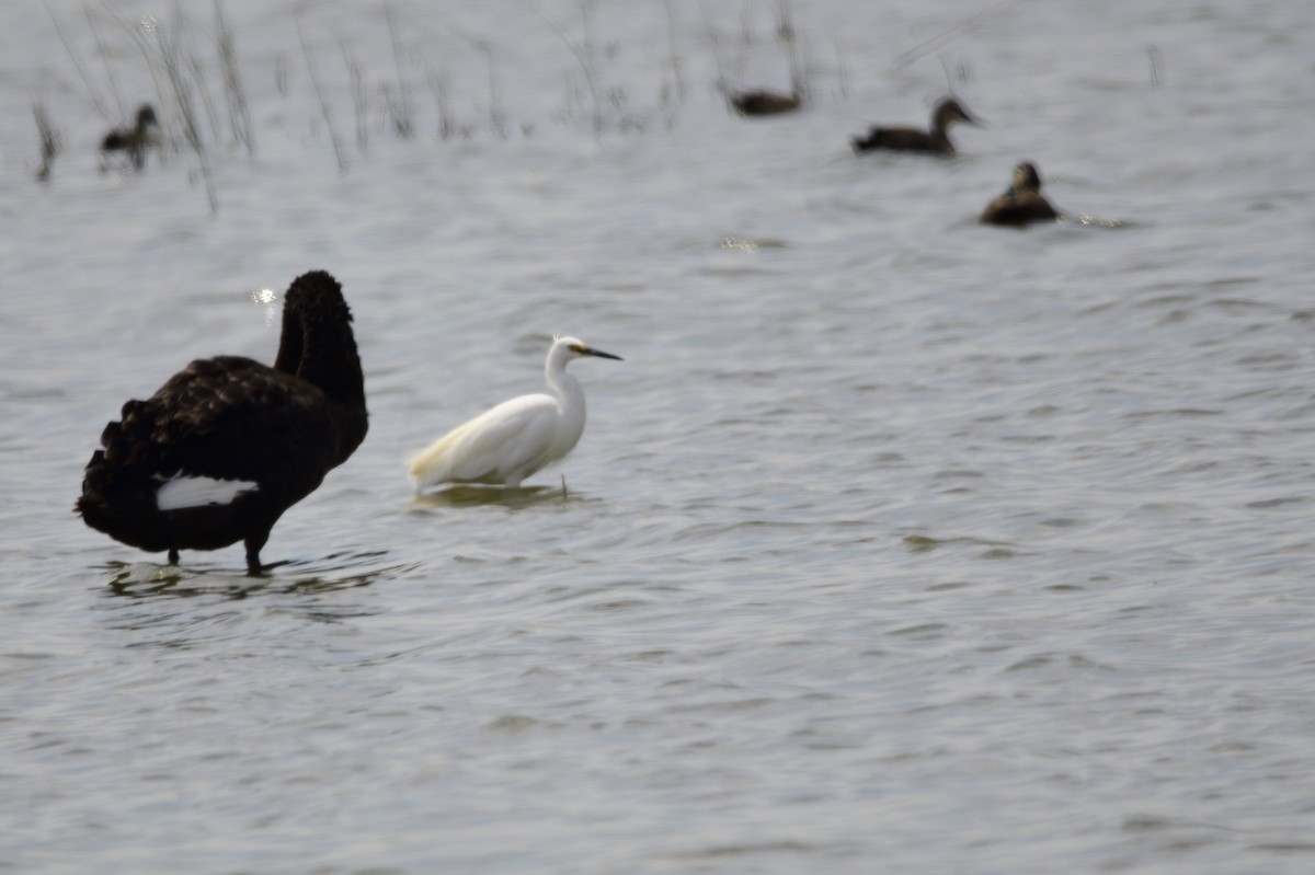 Little Egret - ML620283162