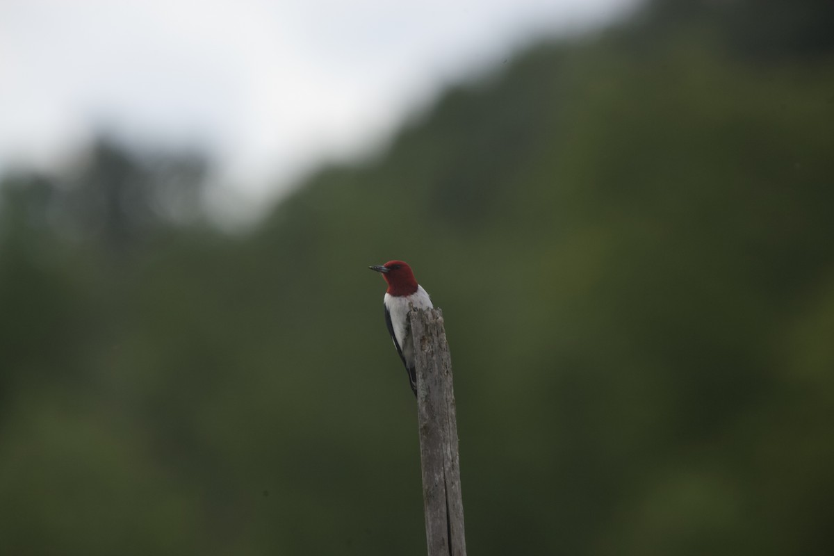 Red-headed Woodpecker - ML620283167