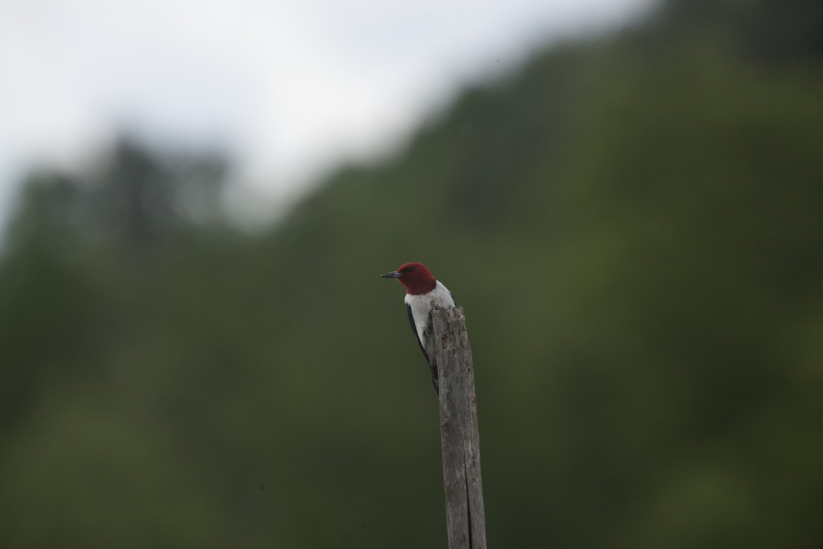 Red-headed Woodpecker - ML620283168