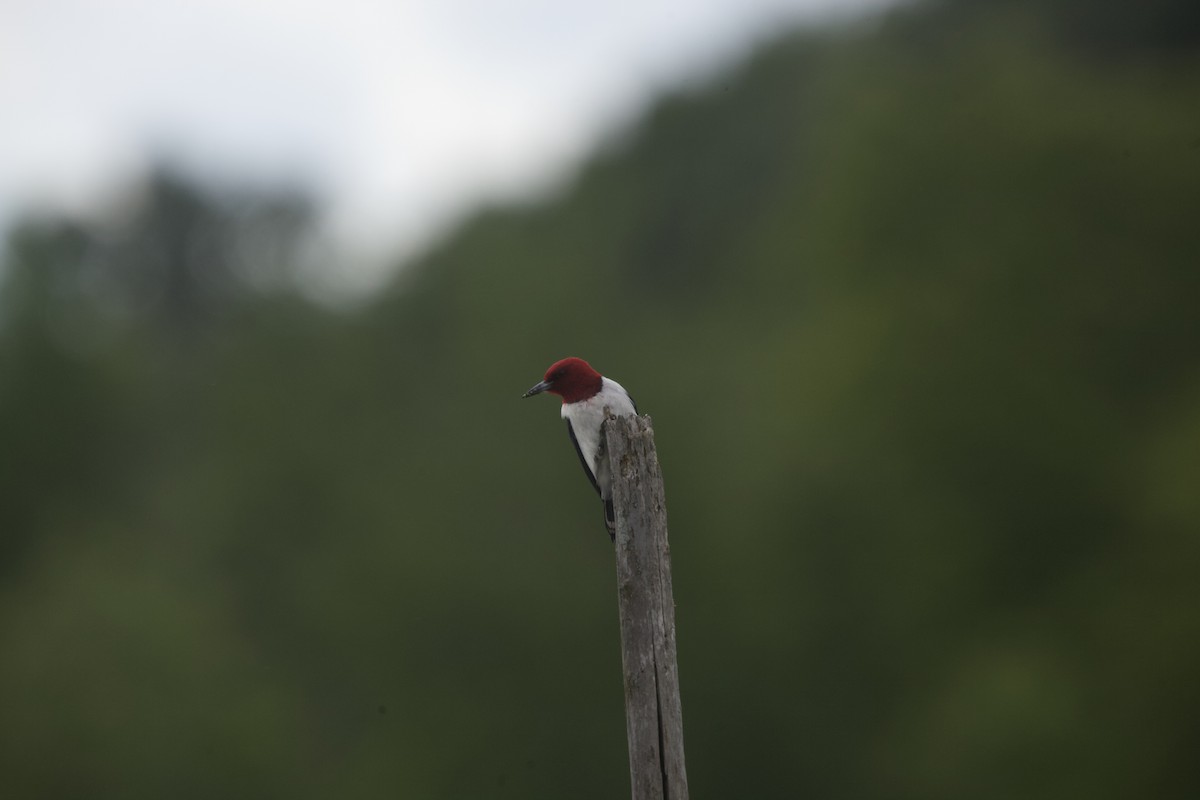 Red-headed Woodpecker - ML620283170