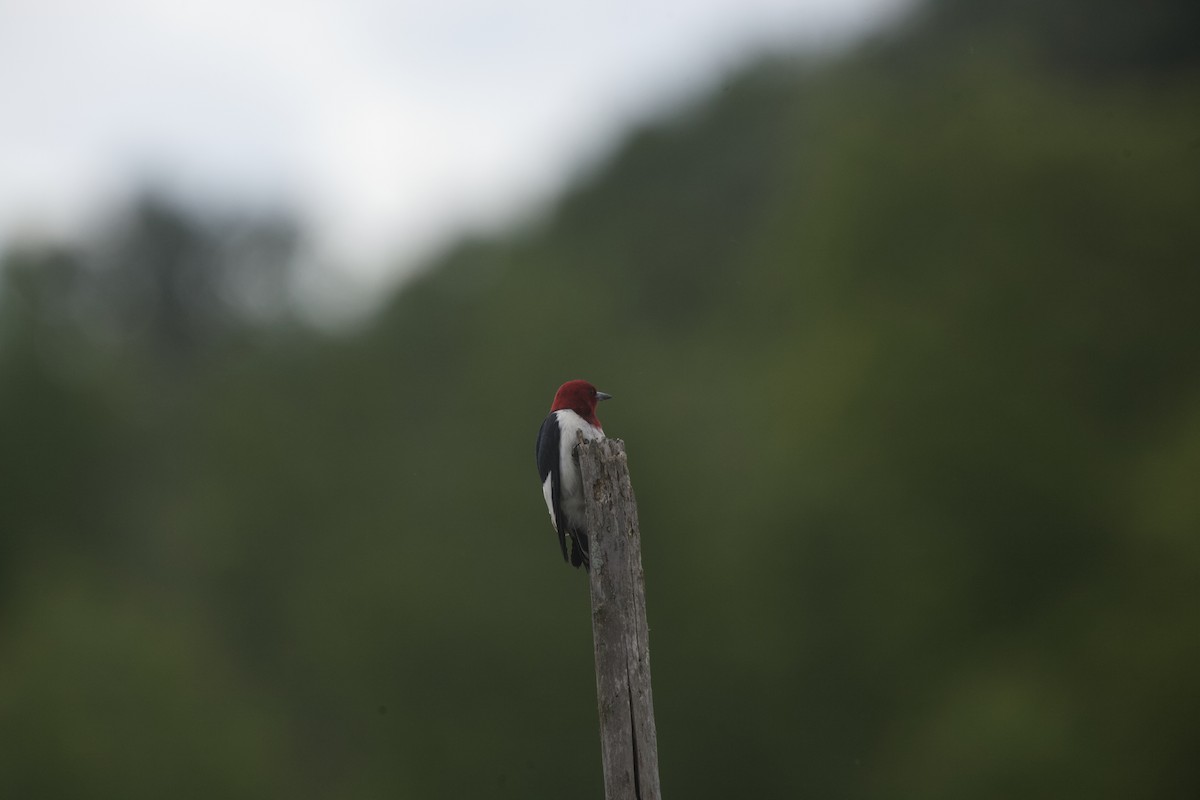 Red-headed Woodpecker - ML620283171