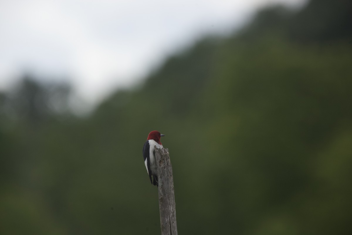 Red-headed Woodpecker - ML620283172