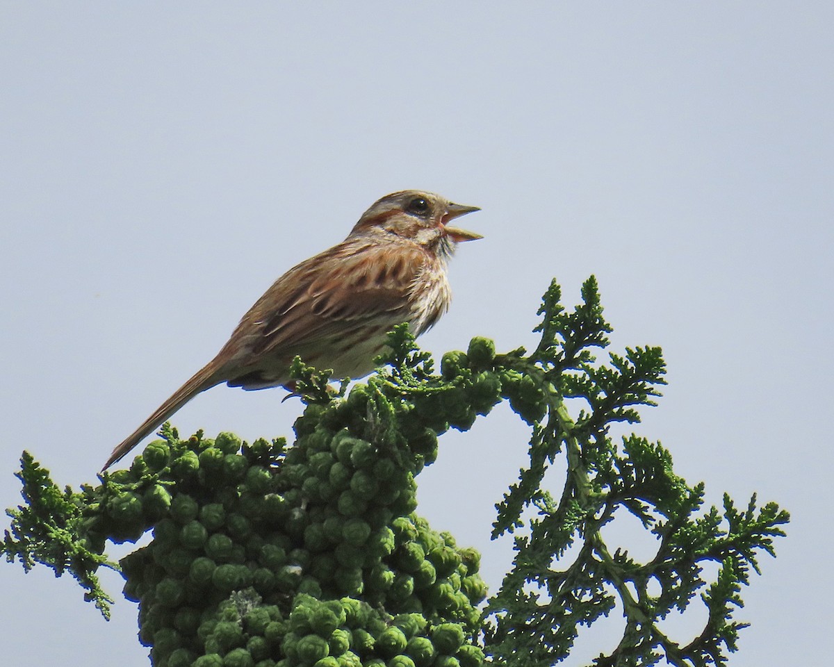 Song Sparrow - ML620283177