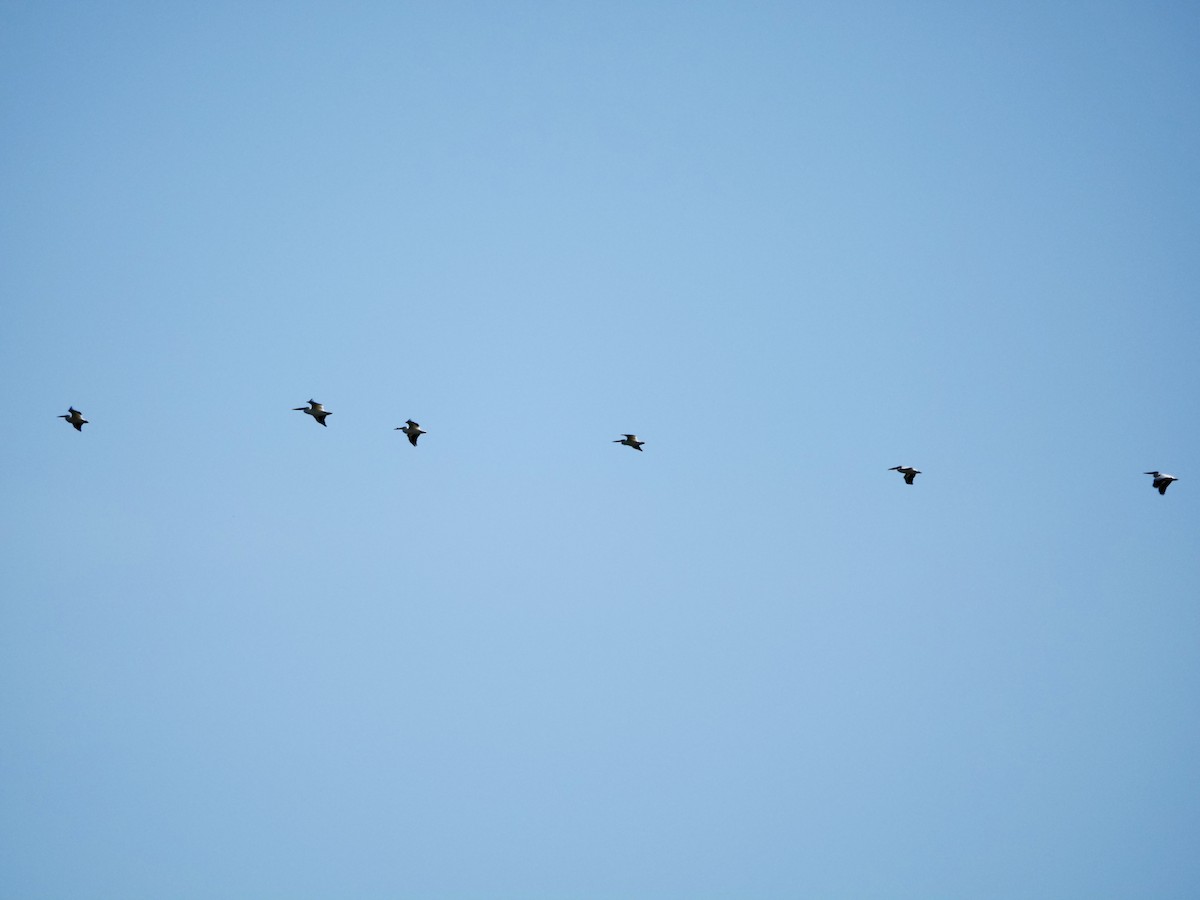 American White Pelican - ML620283178