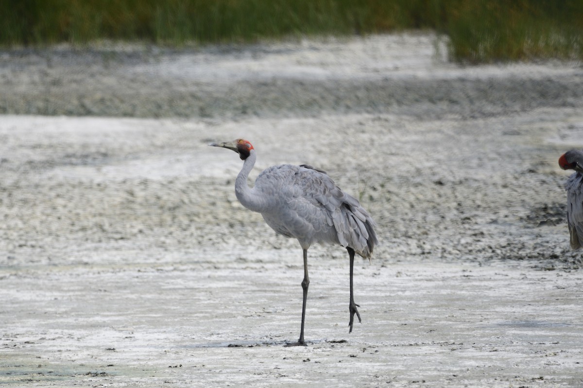 Brolga - ML620283179