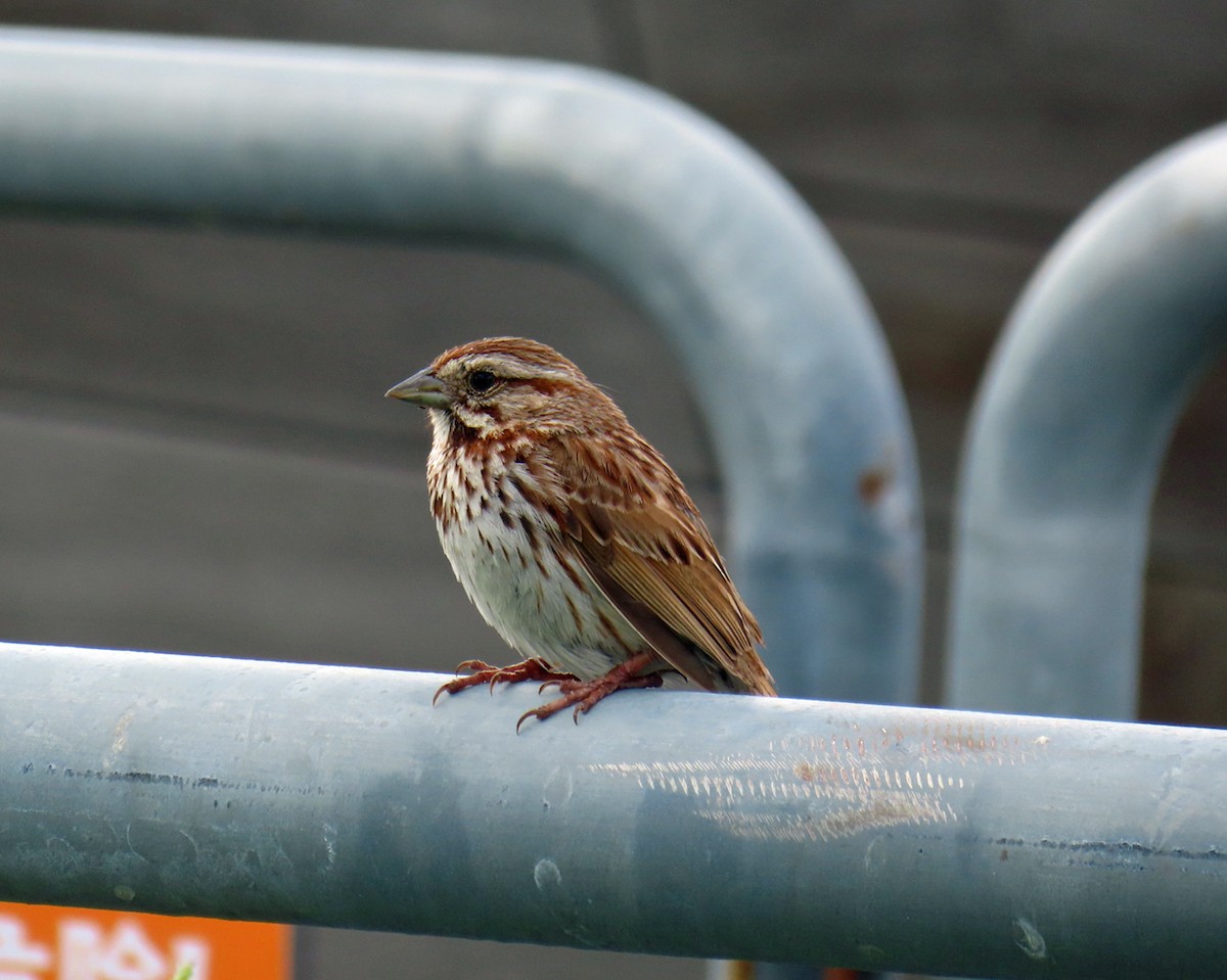 Song Sparrow - ML620283181