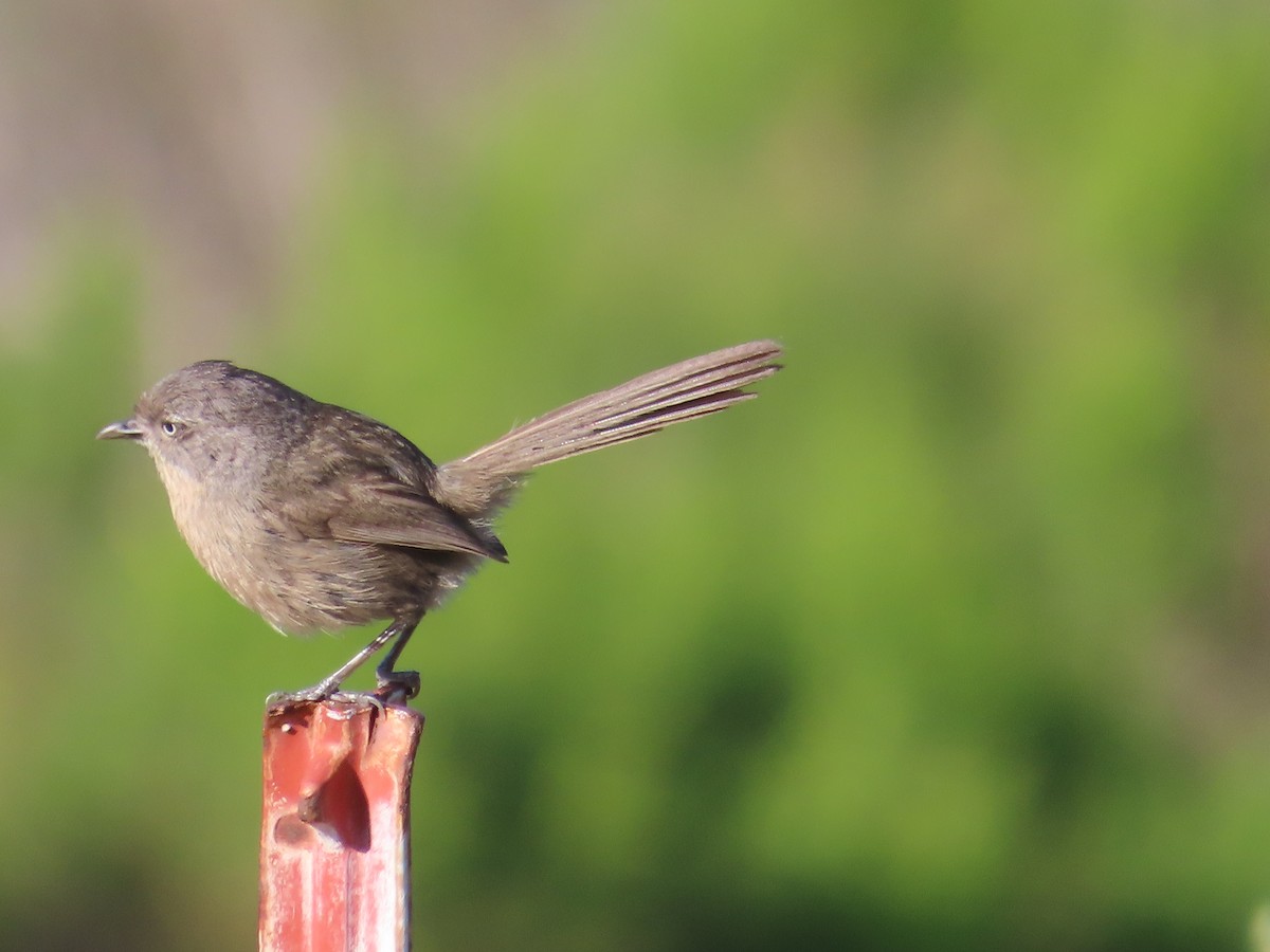 Wrentit - ML620283183