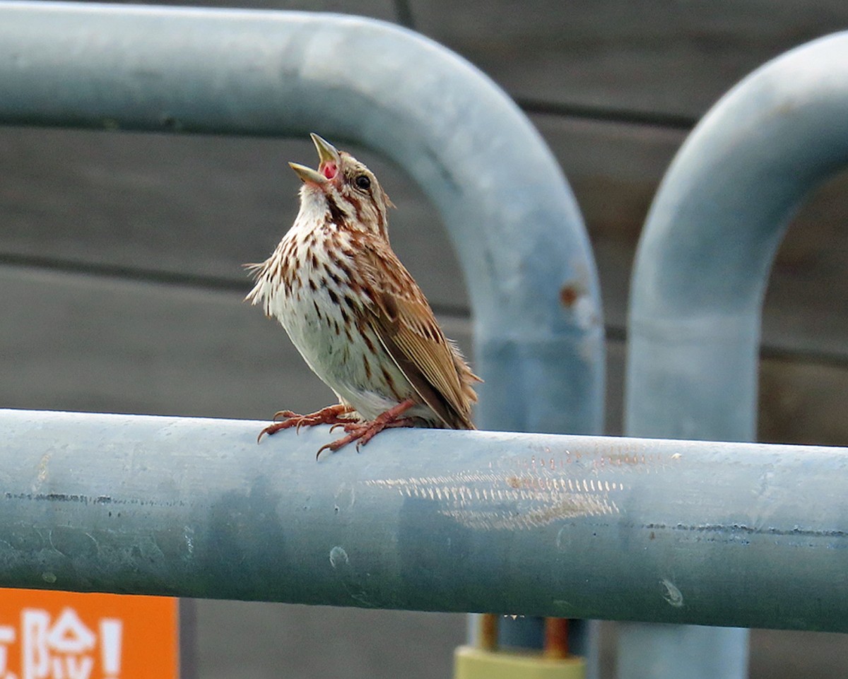 Song Sparrow - ML620283185