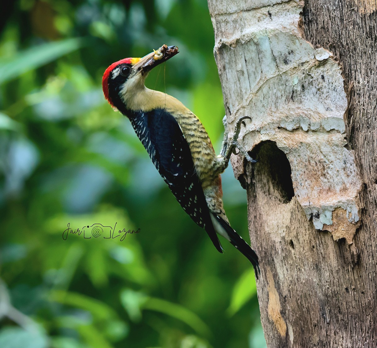 Black-cheeked Woodpecker - ML620283189