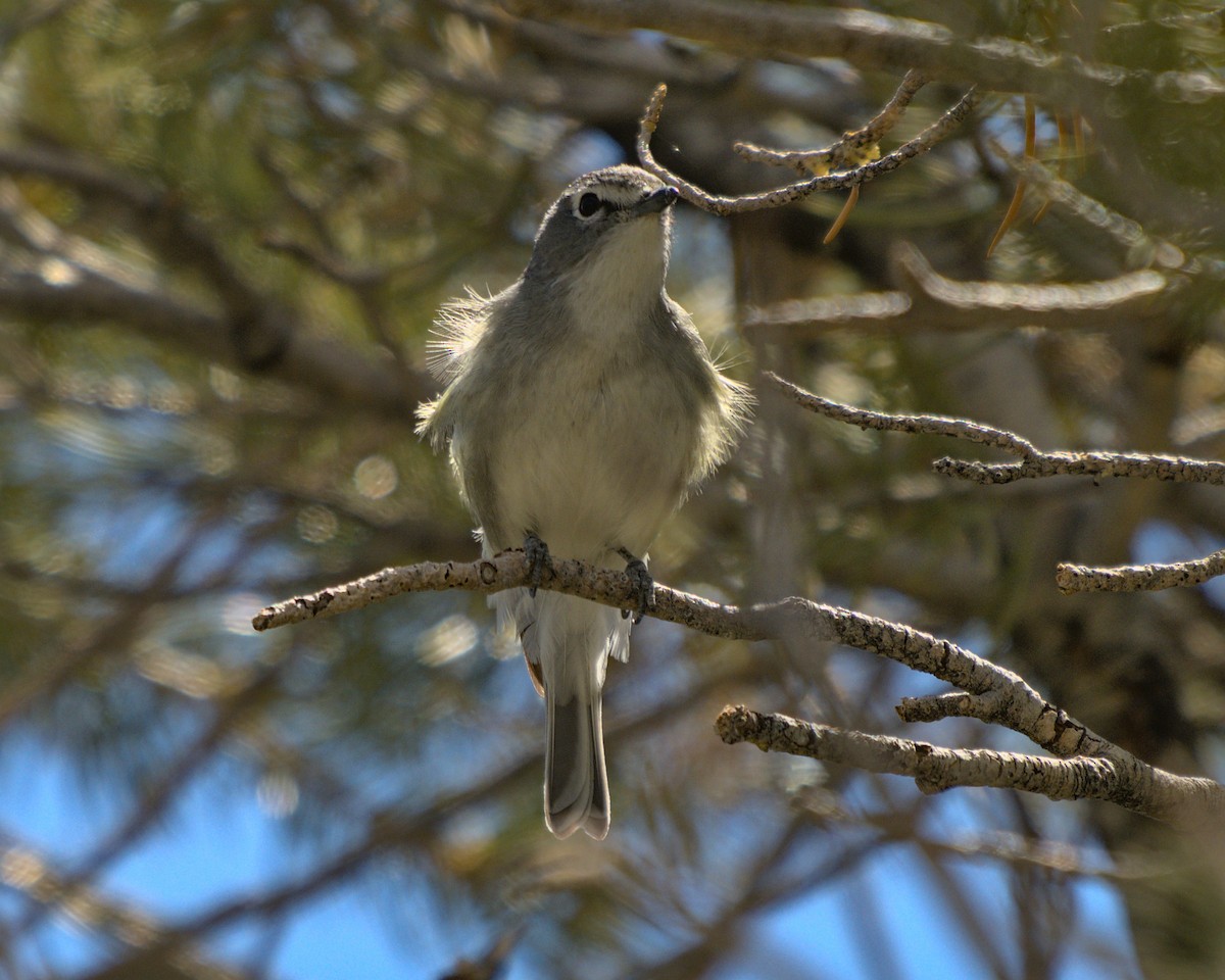 Plumbeous Vireo - ML620283191