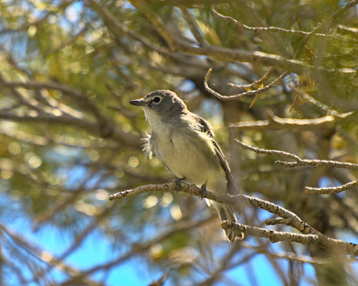 Plumbeous Vireo - ML620283192