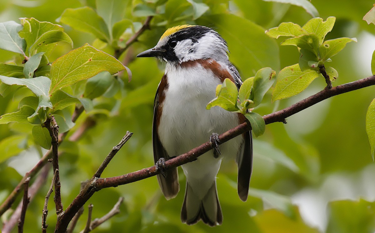 Chestnut-sided Warbler - ML620283201