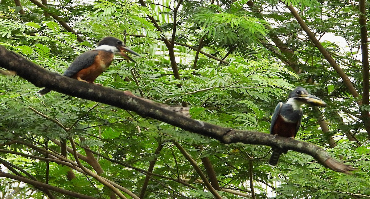 Ringed Kingfisher - ML620283204