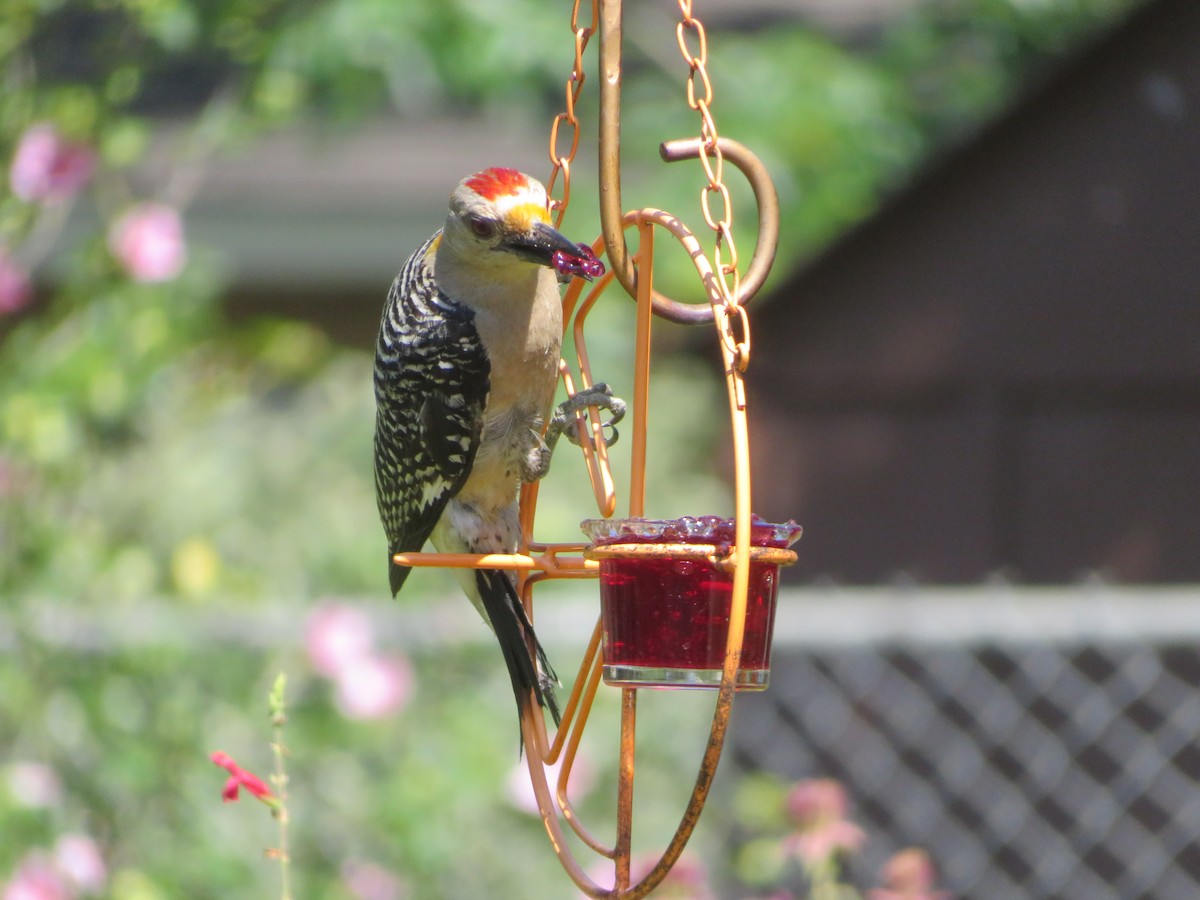 Golden-fronted Woodpecker - ML620283209