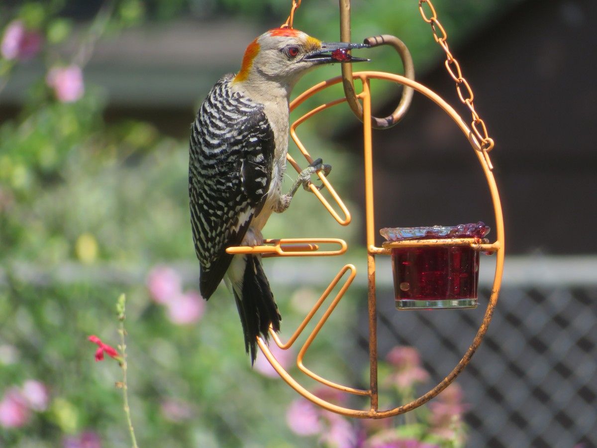 Golden-fronted Woodpecker - ML620283210