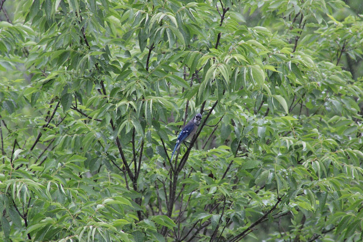 Blue Jay - ML620283211