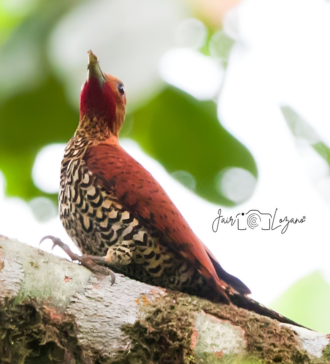 Cinnamon Woodpecker - ML620283213