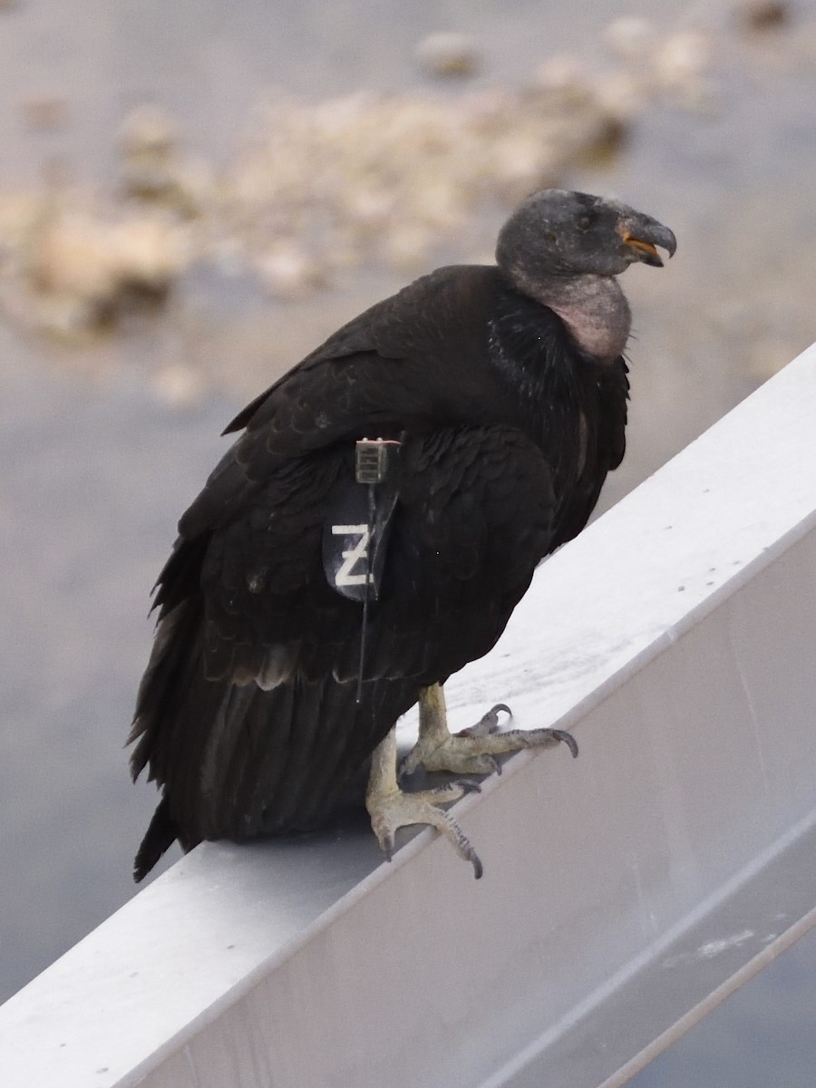 California Condor - Thomas Bingham