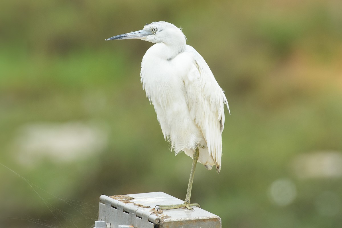 Little Blue Heron - ML620283217