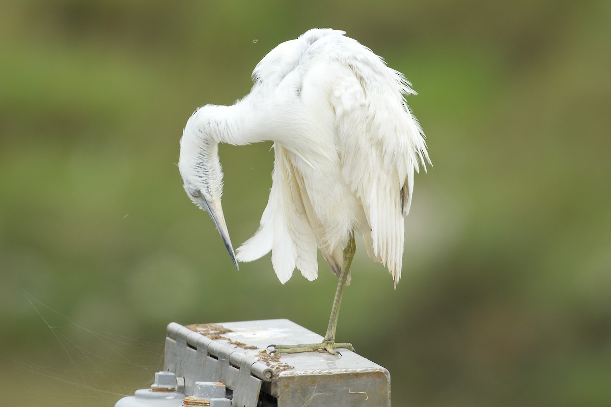 Little Blue Heron - ML620283220