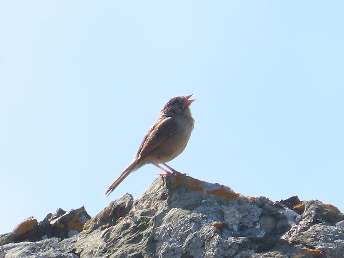 Rufous-crowned Sparrow - ML620283231