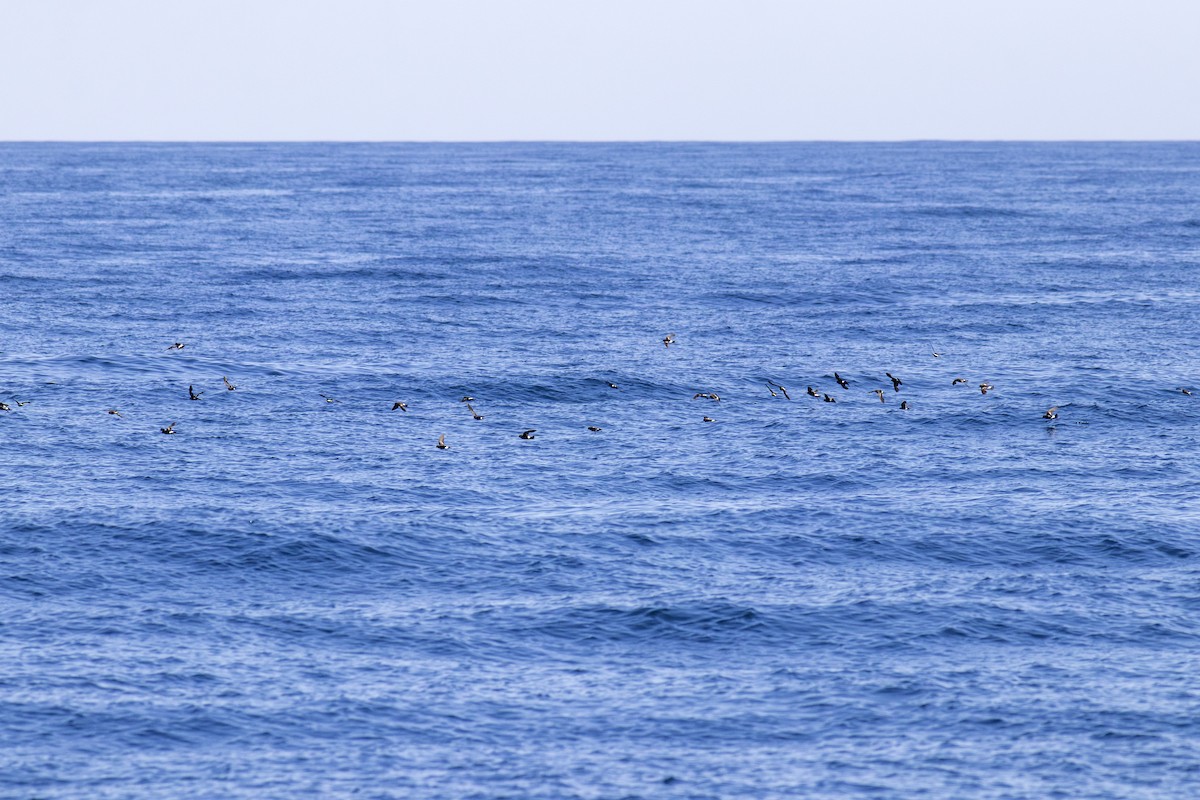 Wilson's Storm-Petrel - ML620283233