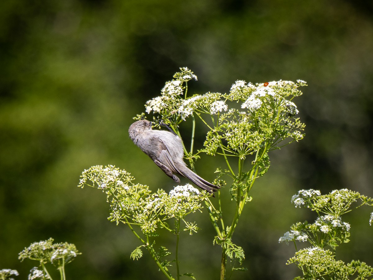 Bushtit - ML620283240