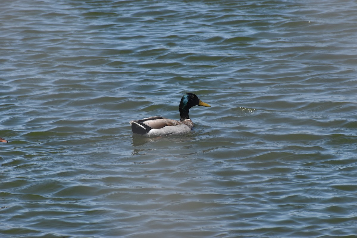 Canard colvert - ML620283248