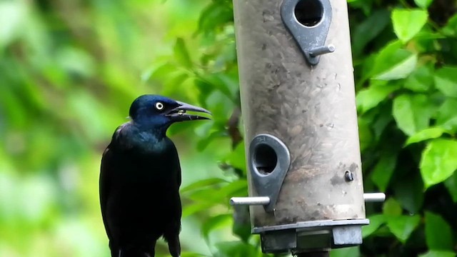 Common Grackle (Bronzed) - ML620283255