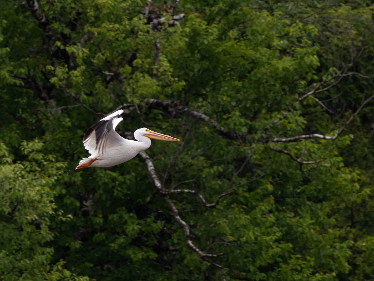 American White Pelican - Alexandrine Fontaine-Tardif