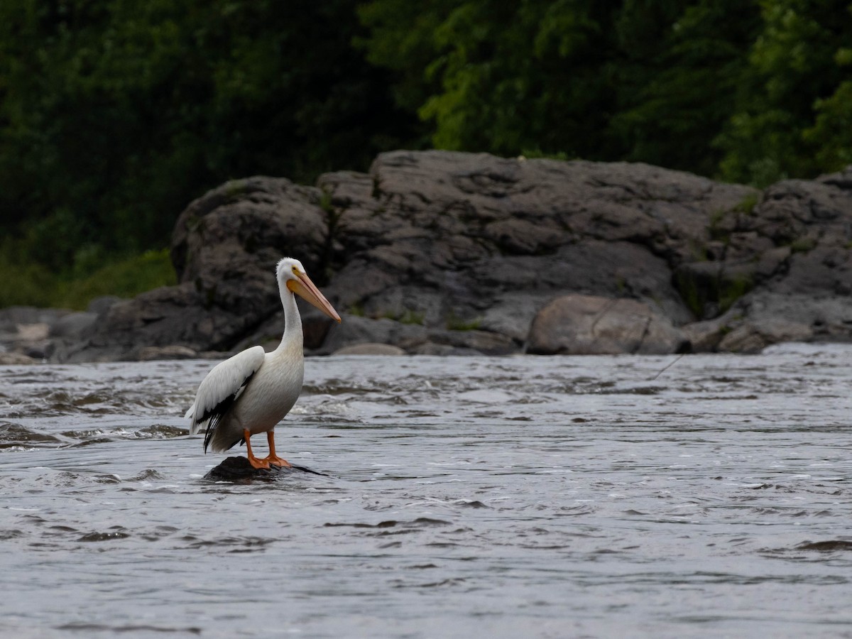 American White Pelican - ML620283260