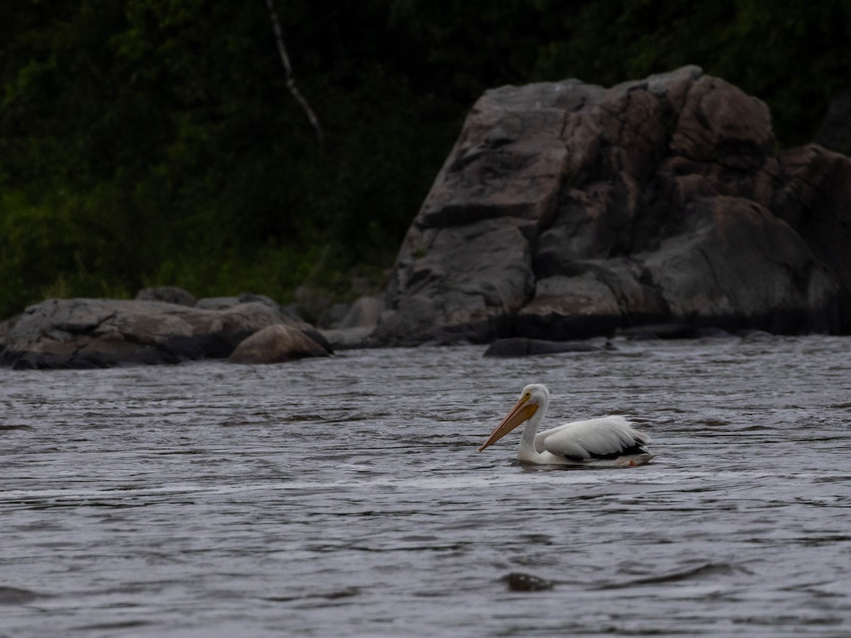 American White Pelican - ML620283264