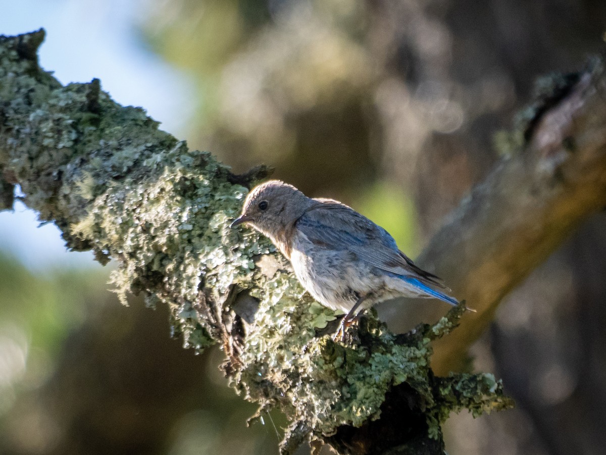 Western Bluebird - ML620283269