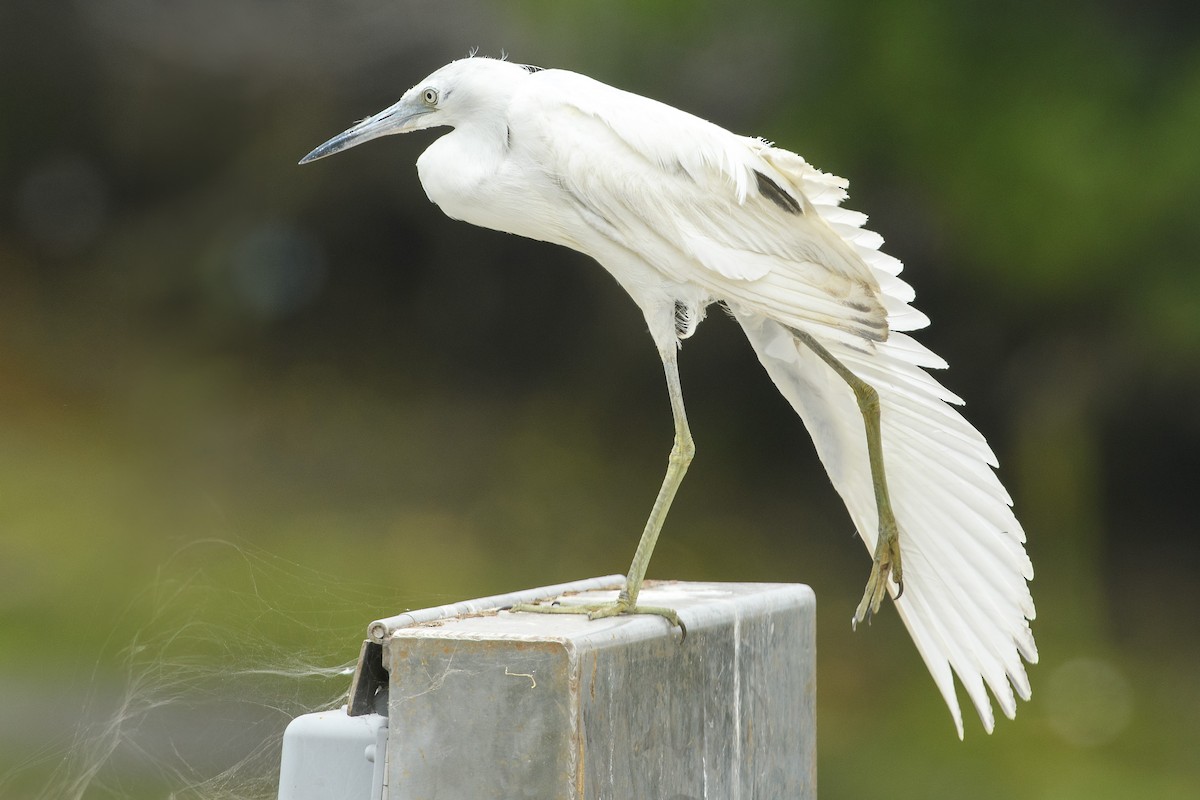 Little Blue Heron - ML620283273